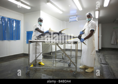 Debout tenant un albacore à Cyprea des aliments marins Poissons d'UE sur l'île d'usine Himmafushi, République des Maldives Banque D'Images