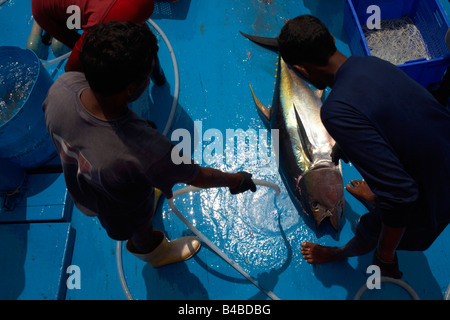 Par jet d'une ligne fraîchement tué albacore pêché le poisson sur le pont bleu d'un Dhoni traditionnel bateau de pêche, Maldives Banque D'Images