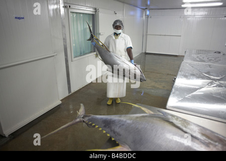 L'albacore à Cyprea transformation Produits de la mer de l'usine d'UE à Himmafushi, République des Maldives Banque D'Images