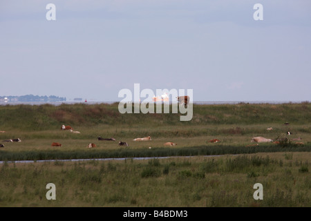 Dans l'estuaire de la Tamise, l'expédition de fret à destination de Tilbury Docks approches avec les vaches de pâturage sur une digue de défense contre la mer Banque D'Images