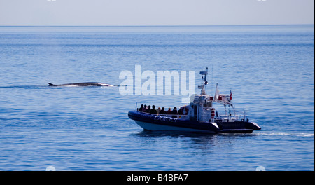 Zodiac sur un voyage d'observation des baleines à Tadoussac, à la suite d'un rorqual commun, Québec, Canada. Banque D'Images