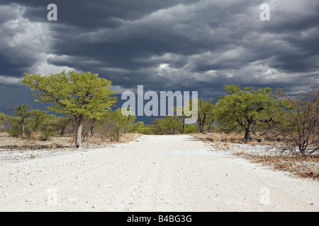 Une vue panoramique d'un orage lointain sur le Parc National d'Etosha en Namibie Banque D'Images