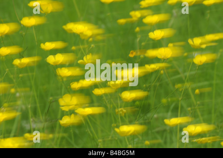 Meadow Ranunculus acris dans le vent image abstraite Oxfordshire UK Banque D'Images