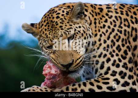 Un Léopard (Panthera pardus) manger en Namibie Banque D'Images