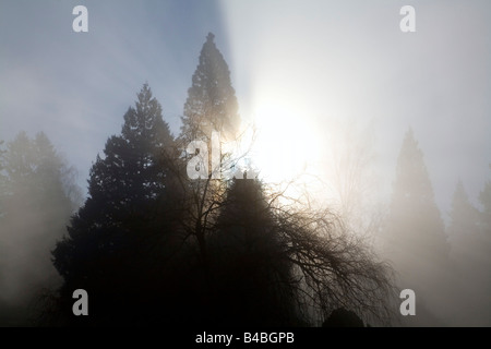 Soleil qui brille à travers les arbres et le brouillard, Willamette Valley, Oregon, USA Banque D'Images