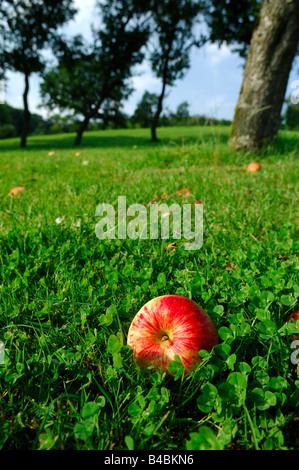 Prise de vue au grand angle d'une pomme rouge sur vert sol recouvert de trèfles dans un verger - saison automne - Région Lorraine - France Banque D'Images