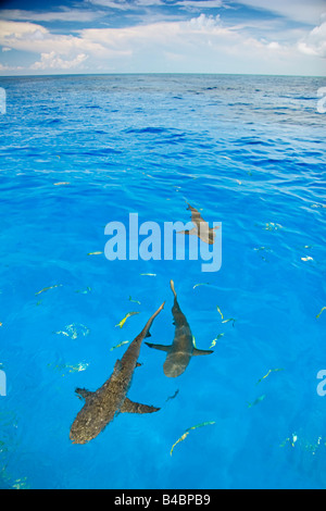 Les requins citron Negaprion brevirostris Extrémité Ouest de l'Océan Atlantique Grand Bahama Banque D'Images