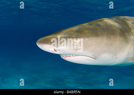 Le requin, Negaprion brevirostris, montrant ampoules de lorenzini, les narines, les yeux et les dents, West End, Grand Bahama, Atlantique Banque D'Images