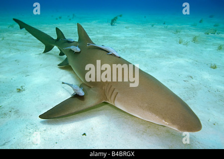 Requin citron Negaprion brevirostris avec sharksuckers Echeneis naucrates West End Océan Atlantique Grand Bahama Banque D'Images