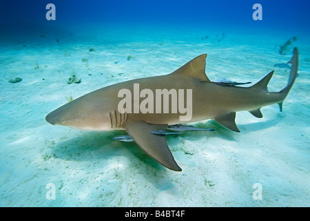 Requin citron Negaprion brevirostris avec Sharksuckers Echeneis naucrates West End Océan Atlantique Grand Bahama Banque D'Images