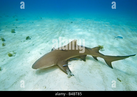 Requin citron Negaprion brevirostris avec Sharksuckers Echeneis naucrates West End Océan Atlantique Grand Bahama Banque D'Images