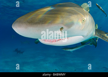 Le requin, Negaprion brevirostris, montrant ampoules de lorenzini, narine, de l'œil, et les dents, West End, Grand Bahama, Atlantique Banque D'Images