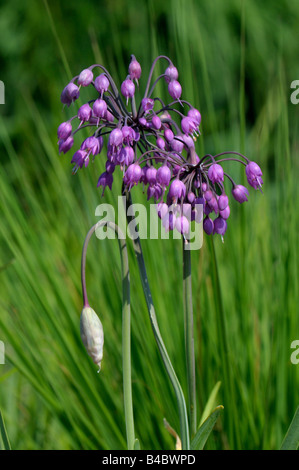 Un signe de l'oignon, l'oignon sauvage, Ladys poireau (l'Allium cernuum) Banque D'Images