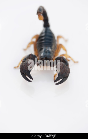 Heterometrus. madraspatensis Indian Forest / Scorpion Scorpion Forêt Madras sur fond blanc Banque D'Images