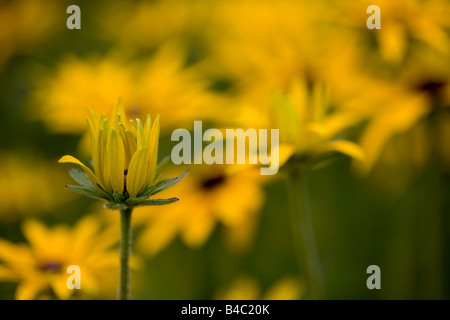 Coneflower Rudbeckia, Banque D'Images