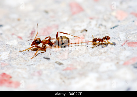 La taille n'a pas d'affaire, la lutte contre les petites fourmis concept gagnant ant Banque D'Images