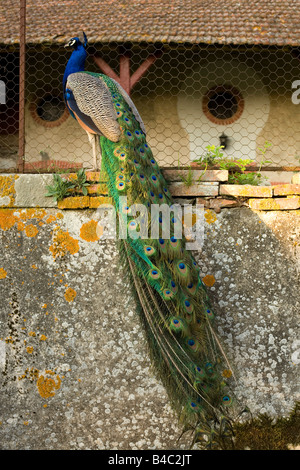 Peacock assis sur le vieux mur de pierre européenne dans le pays Banque D'Images
