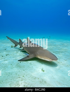 Requin citron Negaprion brevirostris avec Sharksuckers Echeneis naucrates West End Océan Atlantique Grand Bahama Banque D'Images