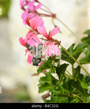 Hummingbird Hawk-moth (Macroglossum stellatarum) se nourrissant de fleur Banque D'Images