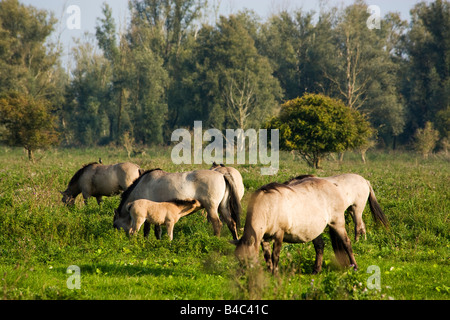 Groupe de chevaux Konik vivre gratuitement à Oostvardersplassen, parc national de soins infirmiers poulain Banque D'Images