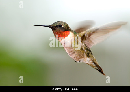 Un Colibri à gorge rubis (Archilochus colubris, plane, et dispays son jabot rouge. New York, USA. Banque D'Images