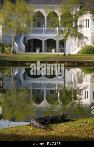 Un alligator de dix pieds repose sur la banque d'une maison au bord du lac à Charleston SC Alligators ont récupéré presque éteint une fois Banque D'Images