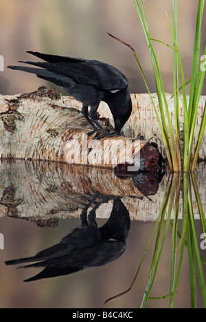 Corvus monedula choucas perché sur se connecter avec la réflexion dans l'eau Potton Bedfordshire Banque D'Images