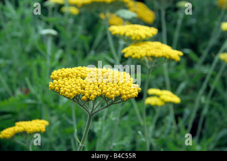 L'ACHILLEA CORONATION GOLD Banque D'Images