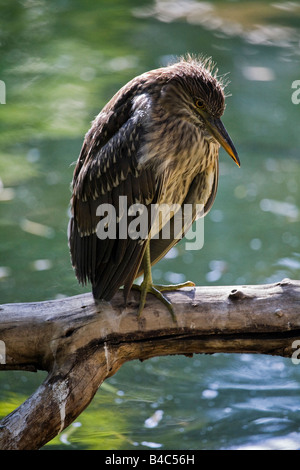 Juvenile bihoreau gris (Nycticorax nycticorax) Banque D'Images