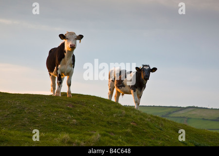 Deux vaches debout sur une colline en fin d'après-midi. Burton Bradstock, Dorset Angleterre Grande-bretagne UK 2008 Banque D'Images