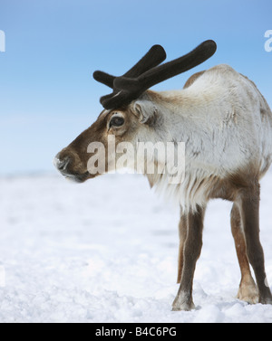 Les jeunes rennes, Tchoukotka, Sibérie, Russie Banque D'Images