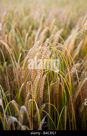 Un champ de blé en été près d'Ipswich Suffolk, Angleterre Royaume-uni Banque D'Images