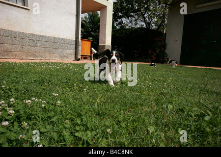 Chiot Beagle s'exécutant dans le jardin. Banque D'Images