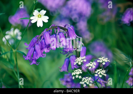 Close up colorés du printemps Bluebells Banque D'Images