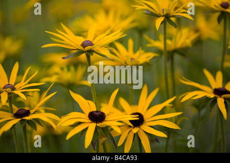 Coneflower Rudbeckia, Banque D'Images