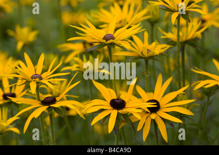 Coneflower Rudbeckia, Banque D'Images