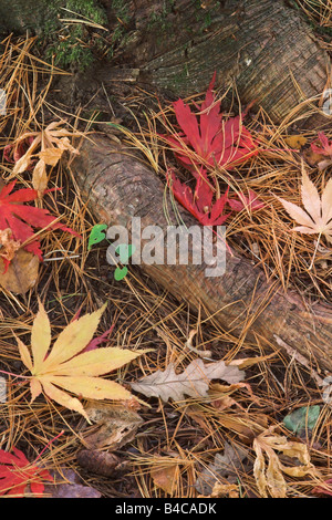 Des feuilles d'Acer Palmatum tombées parmi les aiguilles de pin sur le sol forestier en automne, Gloucestershire, Angleterre, Royaume-Uni Banque D'Images