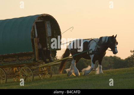 Roulotte ou wagon tiré par vivant cheval Gypsy Vanner Banque D'Images