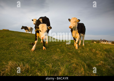 Un troupeau de vaches debout sur une colline en fin d'après-midi. Burton Bradstock, Dorset Angleterre Grande-bretagne UK 2008 Banque D'Images