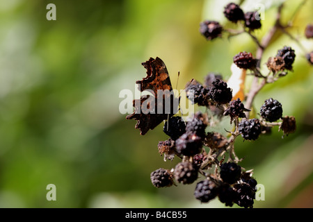 Virgule papillon (Polygonia c-album) sur blackberry Banque D'Images