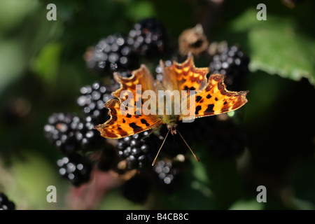 Virgule papillon (Polygonia c-album) sur blackberry Banque D'Images