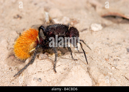 Dasymutilla Ant en velours rouge sp. Banque D'Images