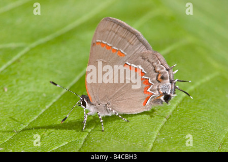 Red-banded Hairstreak Calycopis cécrops Banque D'Images