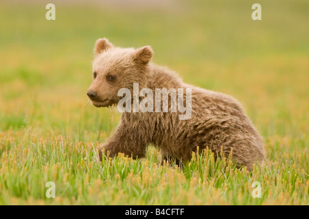 L'ours brun d'Alaska alias l'ours grizzli dans leur environnement naturel en Alaska Cub jouant dans un pré herbeux rempli d'un jaune Banque D'Images