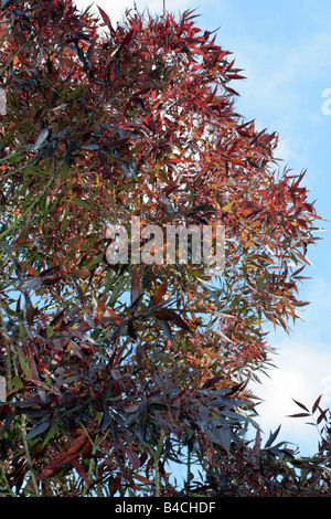 FRAXINUS ANGUSTIFOLIA AGA RAYWOOD Banque D'Images