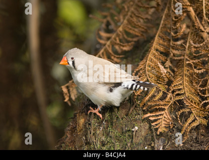 Diamant mandarin femelle captif Taenopygia guttata Banque D'Images