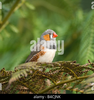 Diamant mandarin mâle captif Taenopygia guttata Banque D'Images