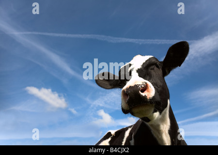 La tête et les oreilles des curieux Holstein veau noir et blanc dévisageant vers le bas à l'appareil photo sur un journal ferme dans le Lancashire, Royaume-Uni Banque D'Images