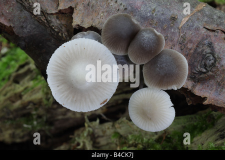 Angel's Bonnets - Mycena arcangeliana Banque D'Images