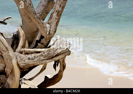 Le bois mort sur la plage sur l'île antillaise de la Barbade Banque D'Images